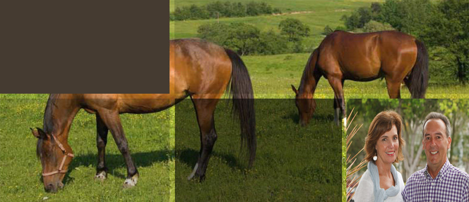 Horse Stud Locum - Manage your horse Stud